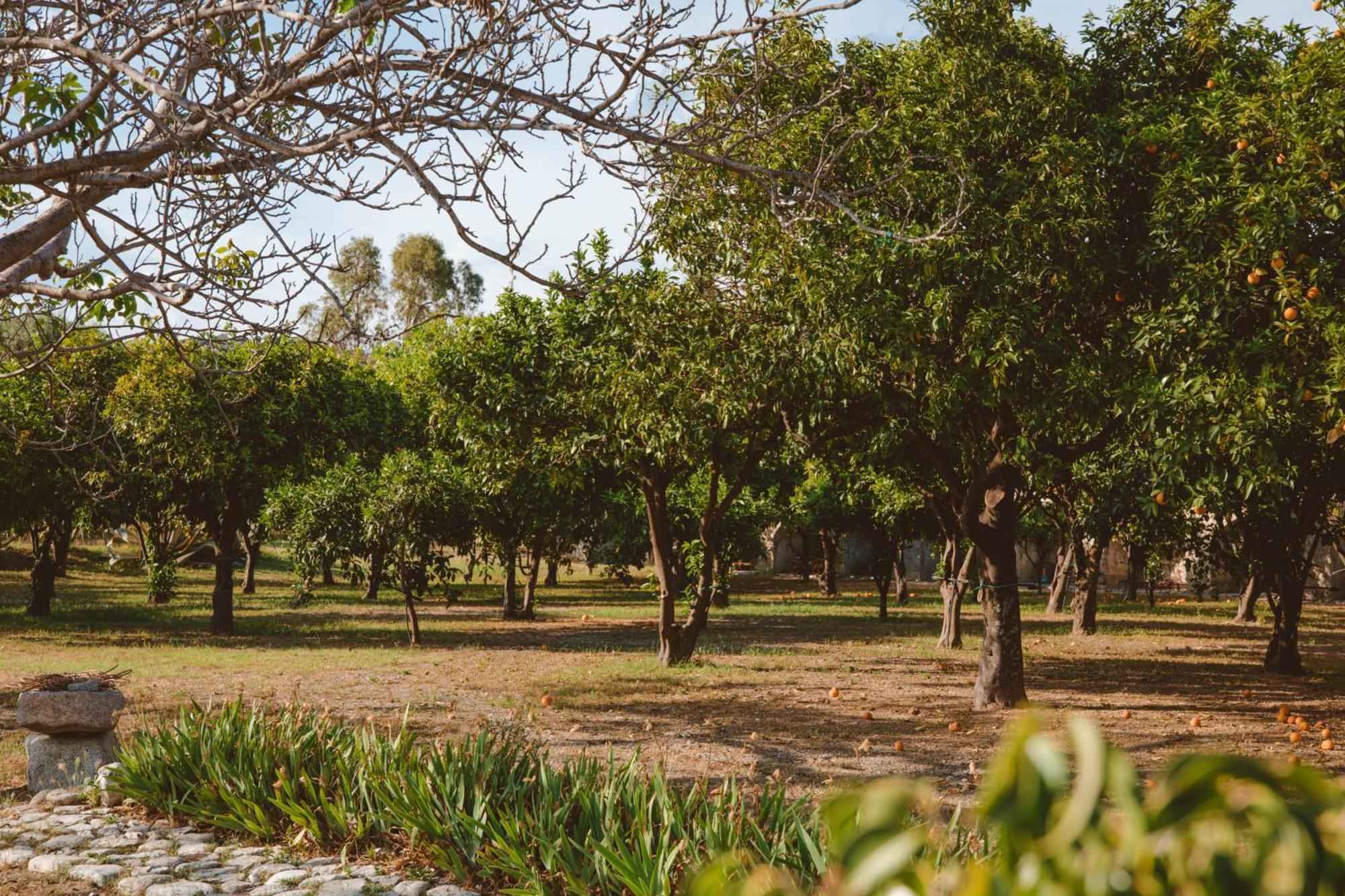 Agriturismo Villa Vittoria Guardavalle Экстерьер фото